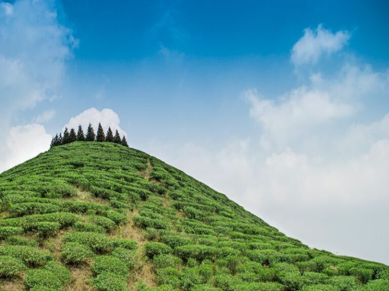 darjeeling tour packages