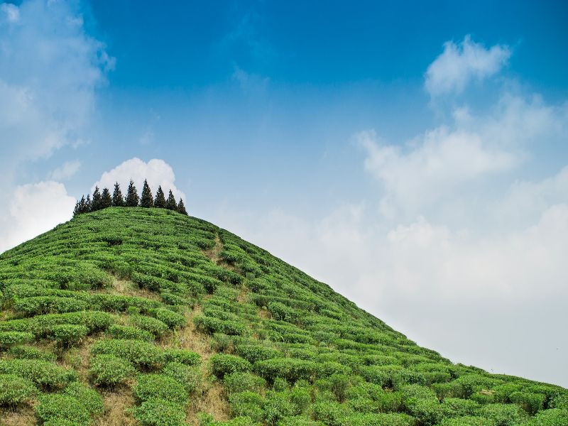 darjeeling tour packages